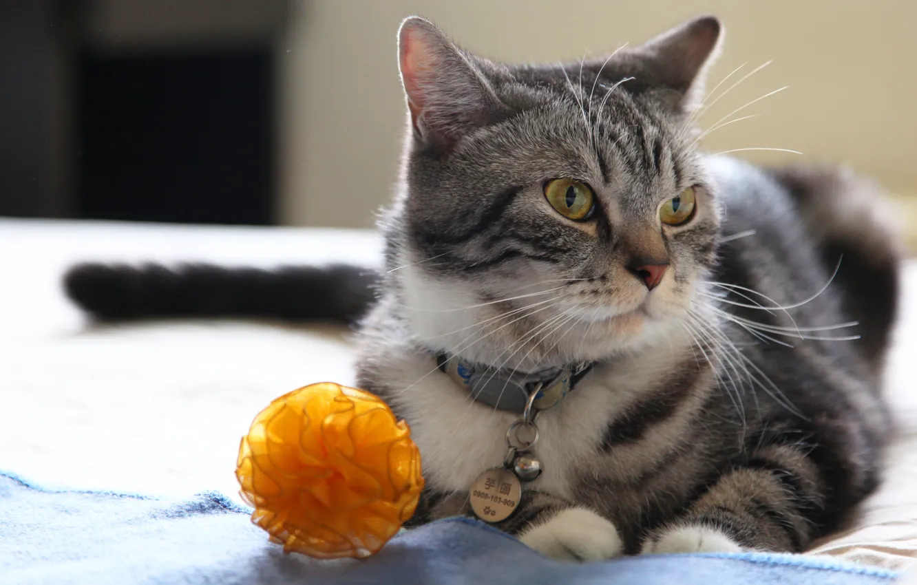 Photo wallpaper cat, cat, look, face, orange, grey, background, toy