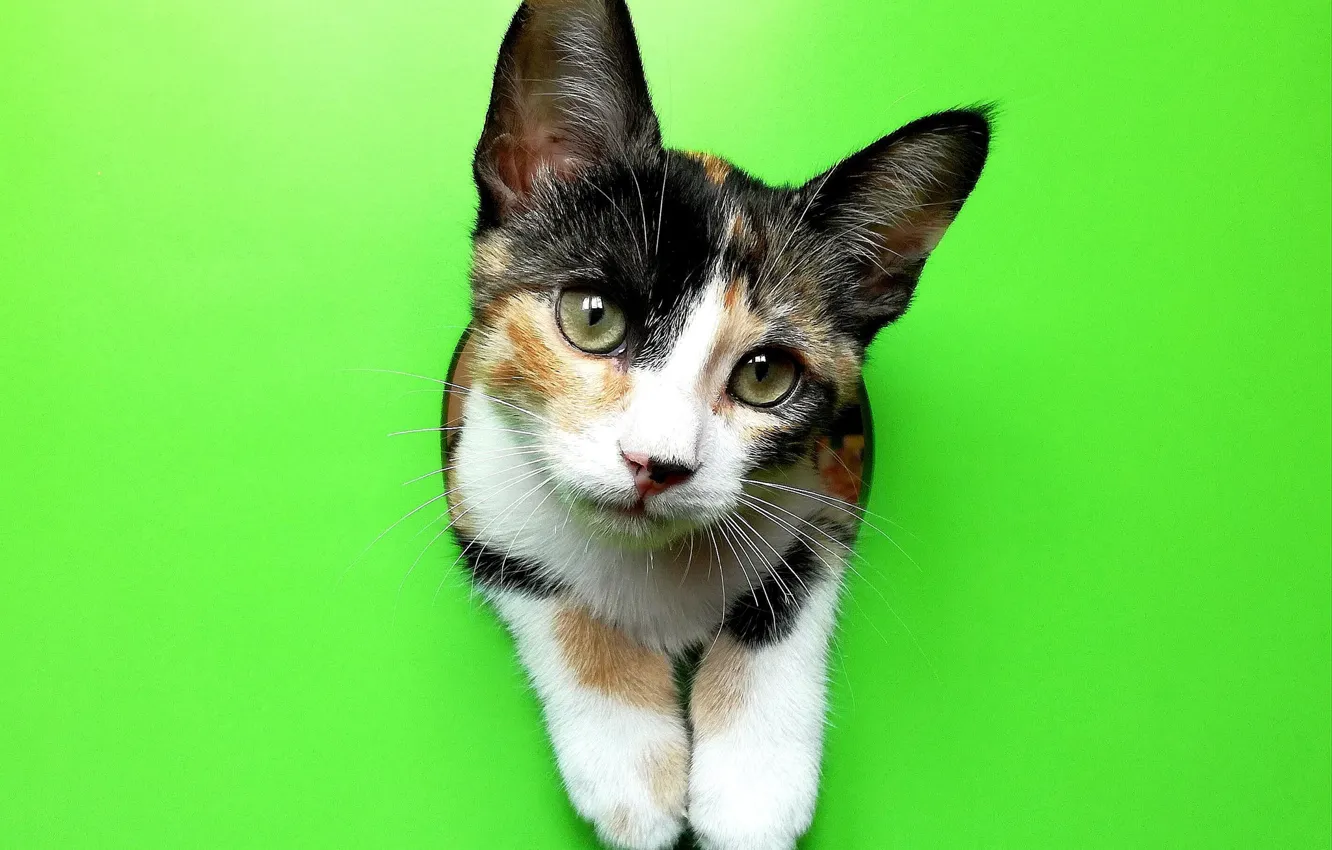 Photo wallpaper cat, look, background, legs, muzzle, cat