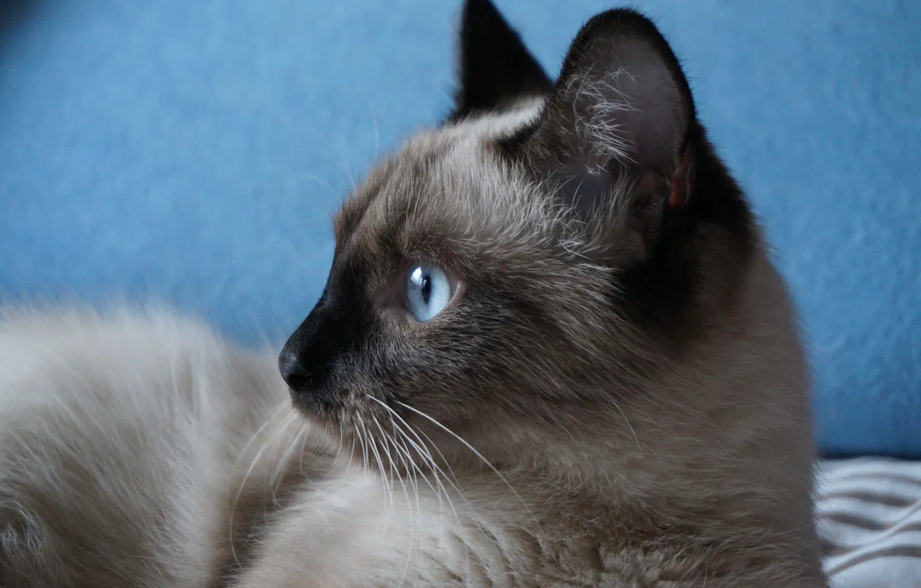 Photo wallpaper cat, eyes, mustache, look, background, beauty
