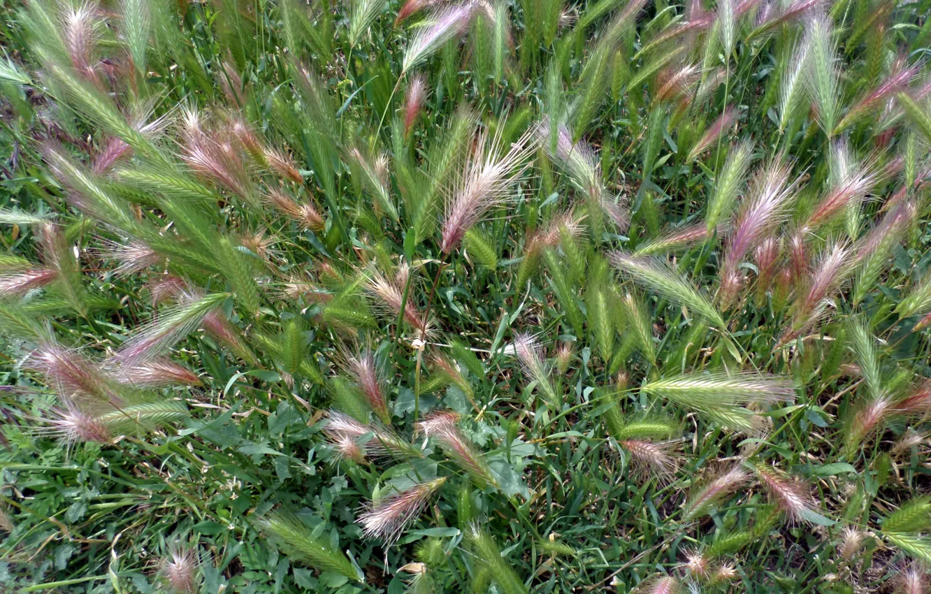 Photo wallpaper summer, grass, meadow, ears, field