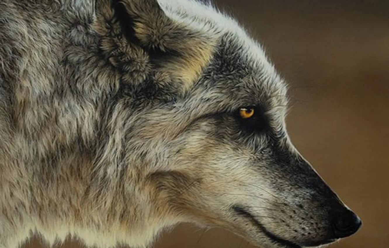 Photo wallpaper Predator, nature, animal, wolf, wildlife, Canis lupus., portrait.