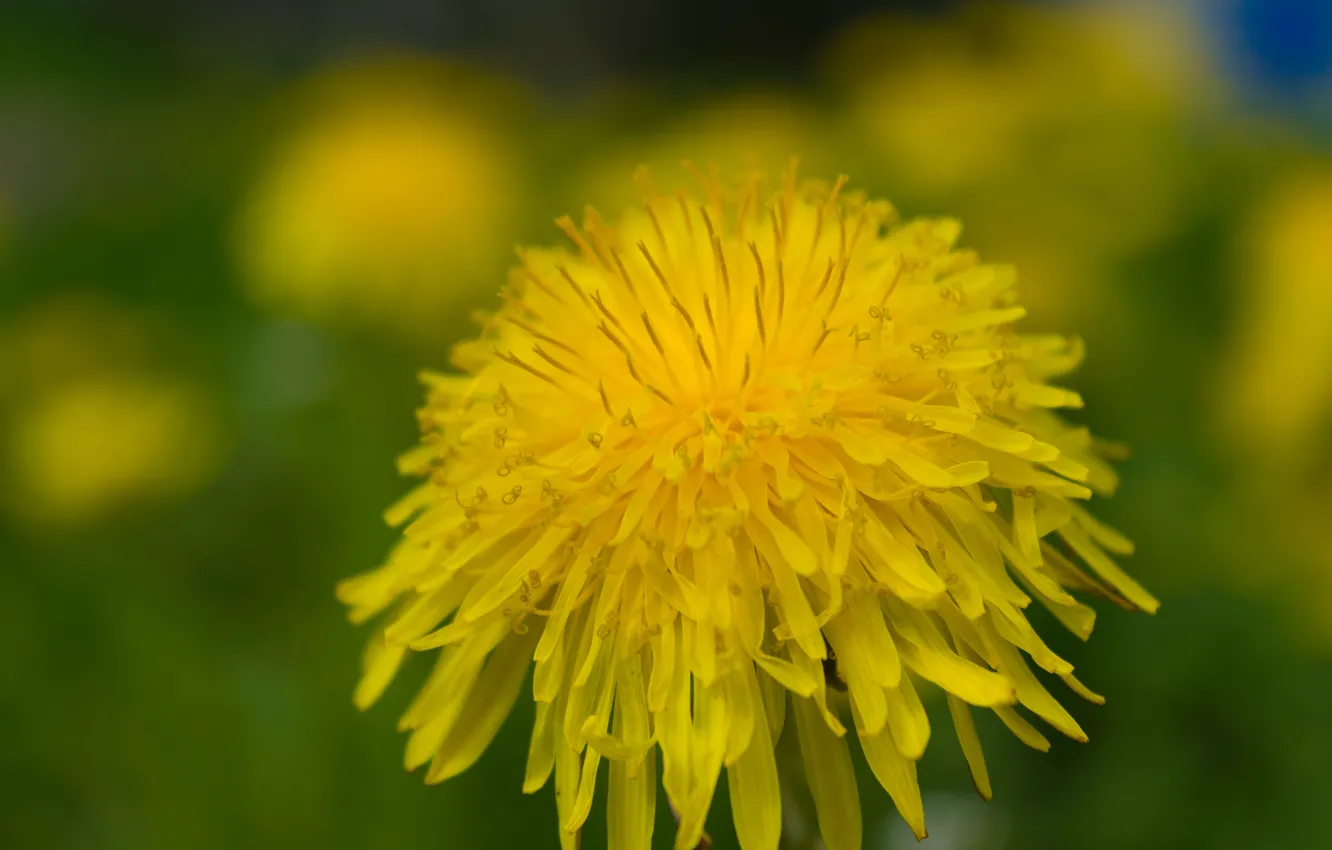 Photo wallpaper greens, nature, dandelion, spring