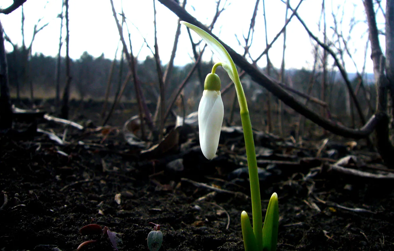 Photo wallpaper spring, snowdrops, first, netsnake