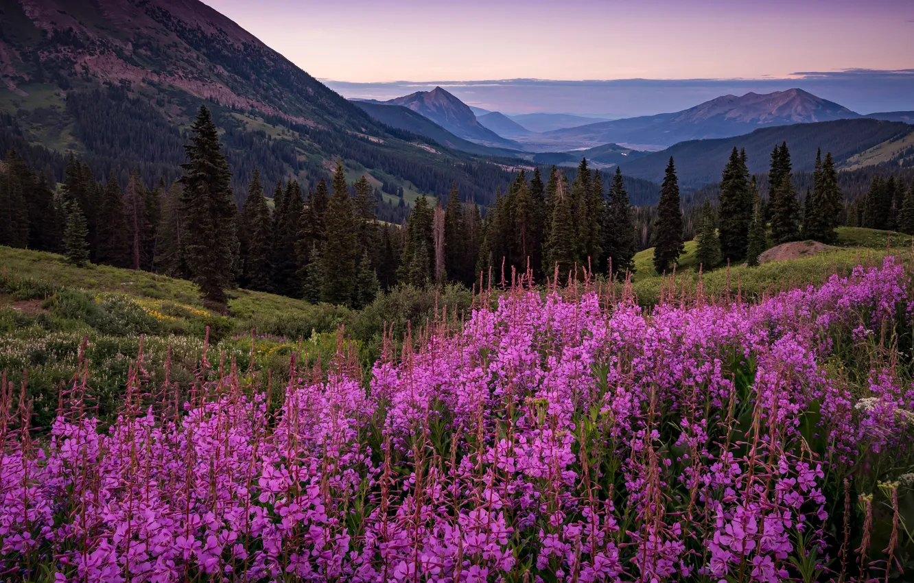 Photo wallpaper field, forest, summer, the sky, clouds, landscape, flowers, mountains