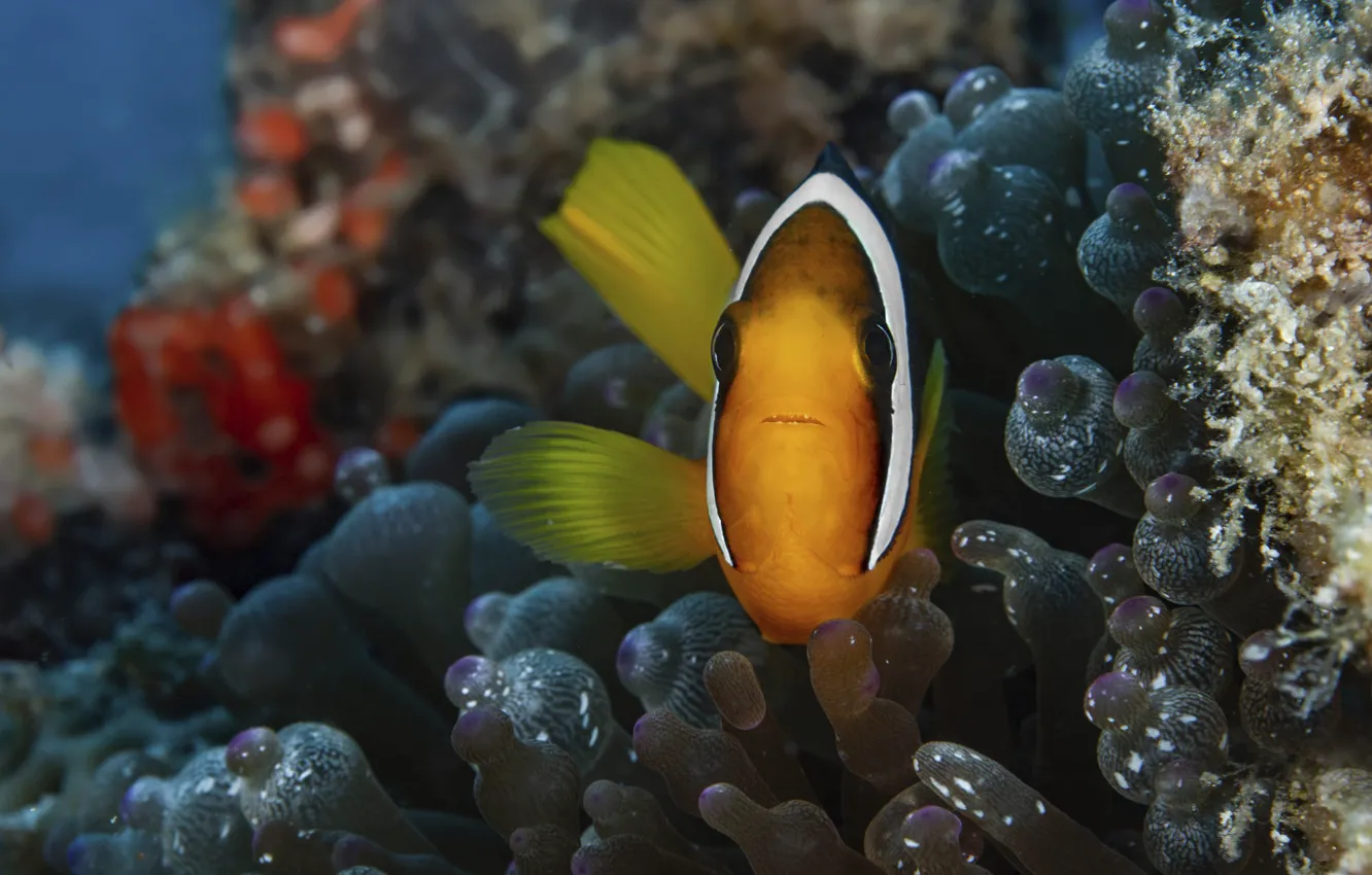 Photo wallpaper sea, fish, anemones, clown fish