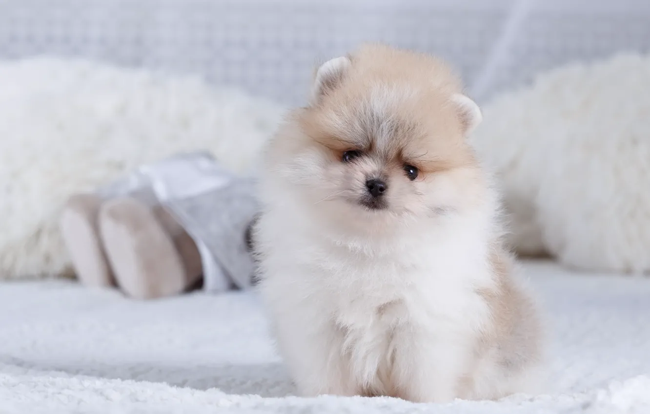 Photo wallpaper bed, puppy, fluffy, Spitz