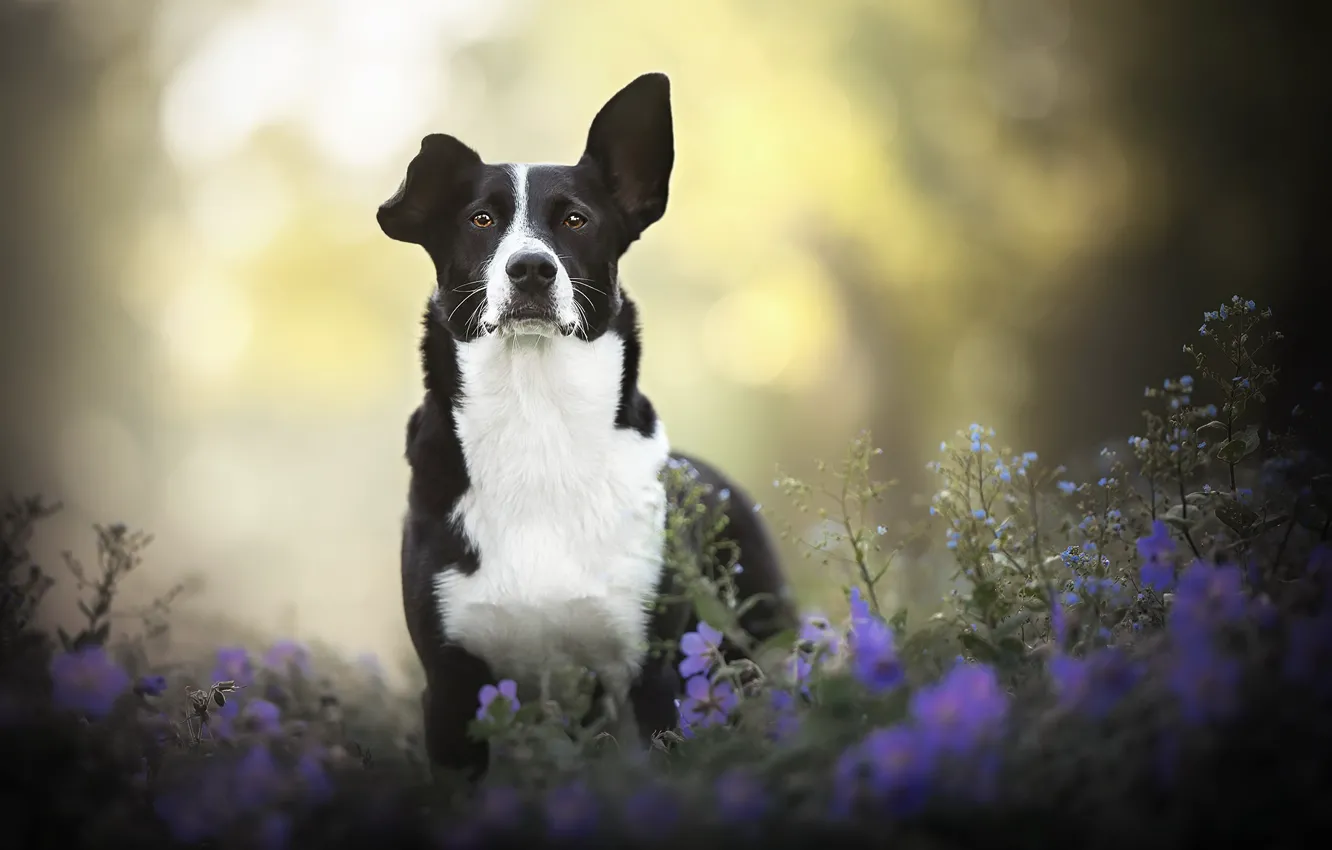 Photo wallpaper nature, each, dog