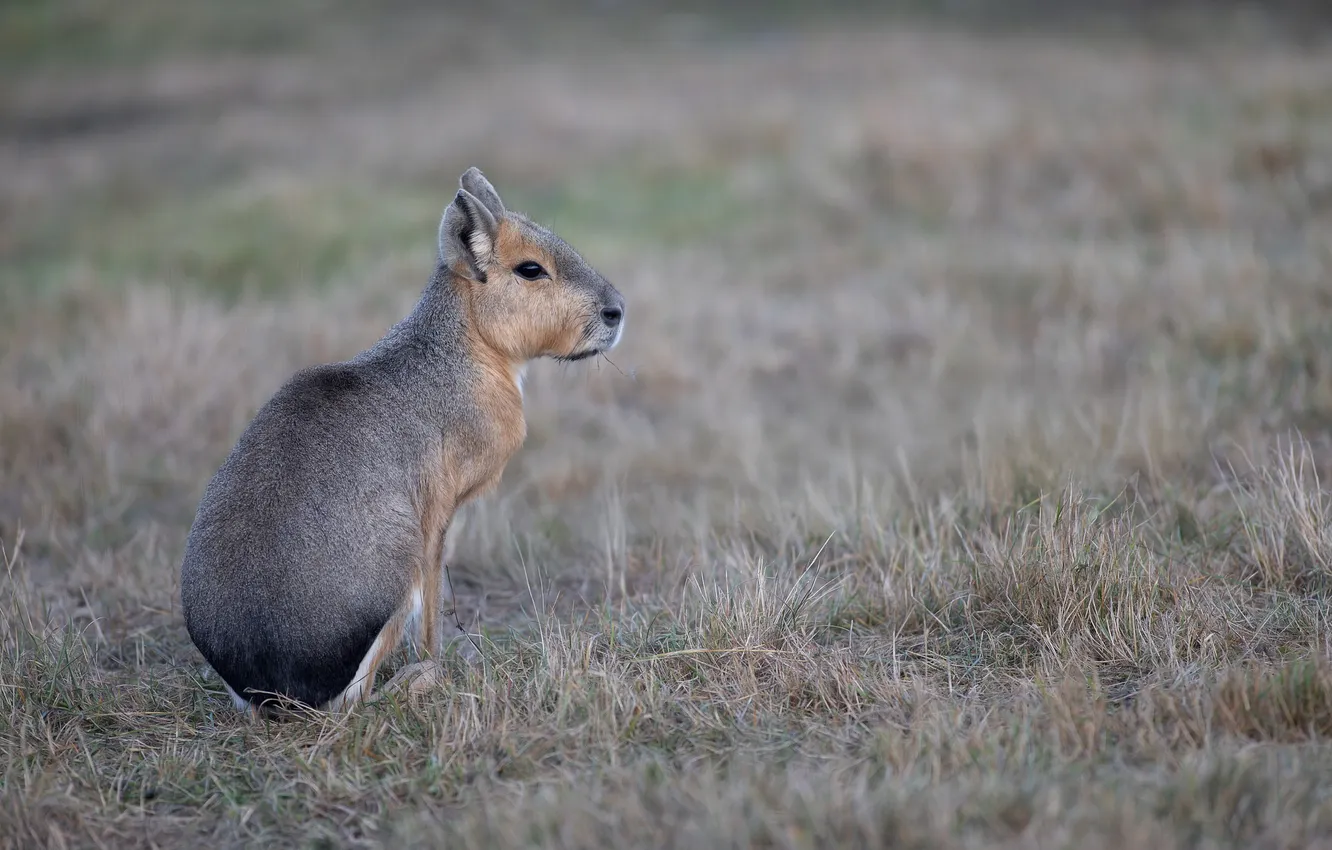 Photo wallpaper grass, rodent, Svetlana Pisareva, The Patagonian Mara