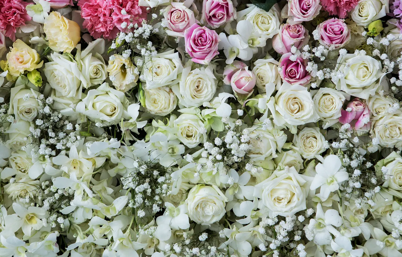 Photo wallpaper flowers, background, roses, colorful, pink, white, white, buds
