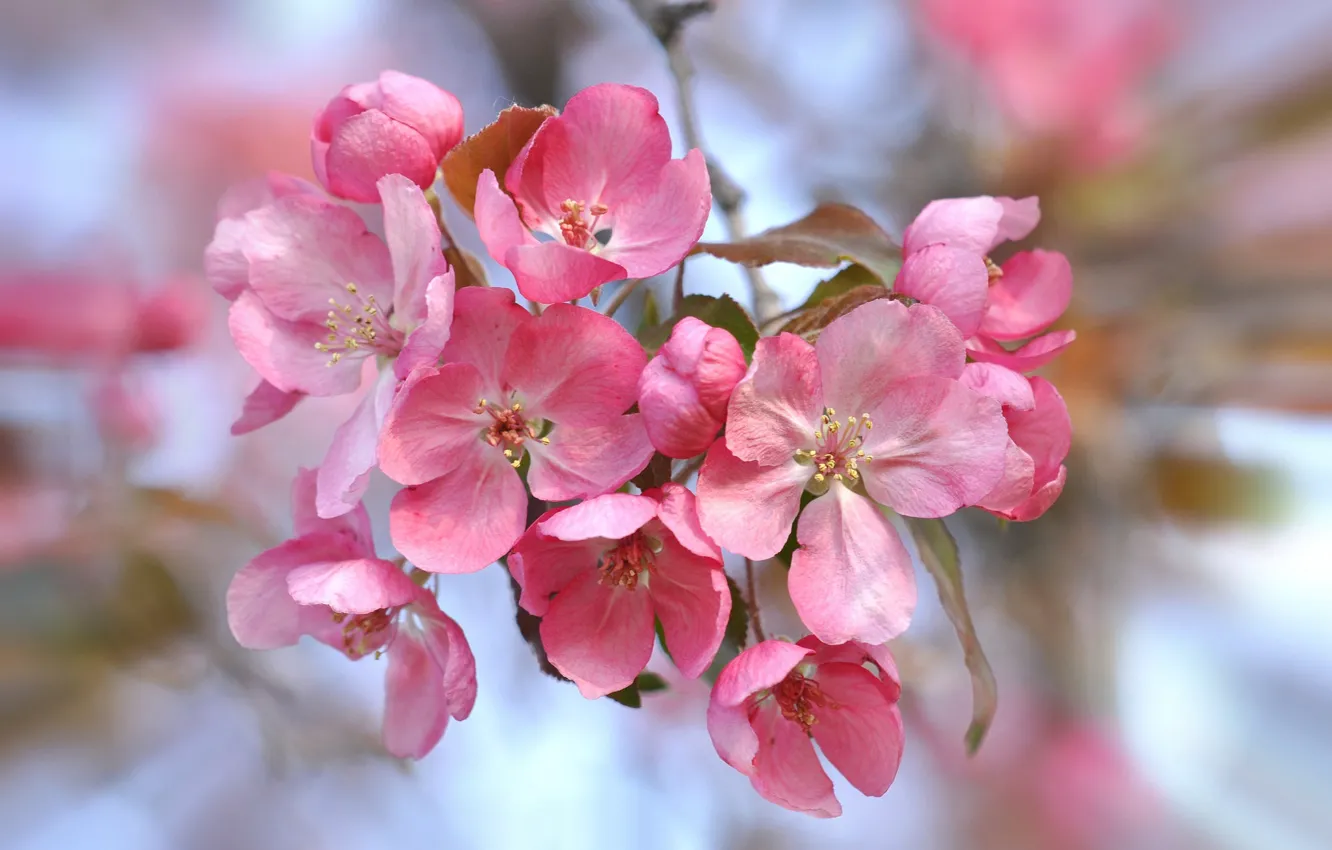 Photo wallpaper flowers, nature, spring, petals, garden, inflorescence