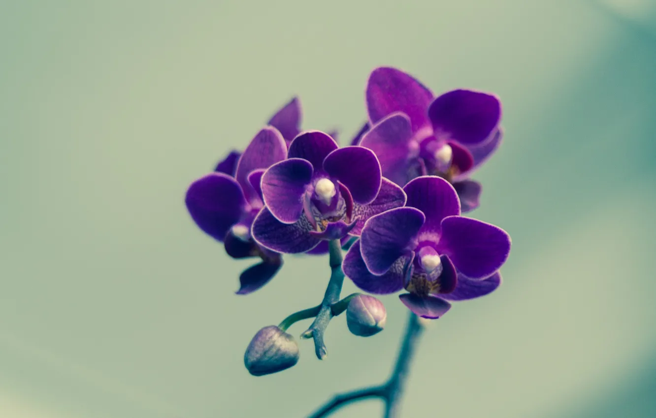 Photo wallpaper flower, petals, violet, buds