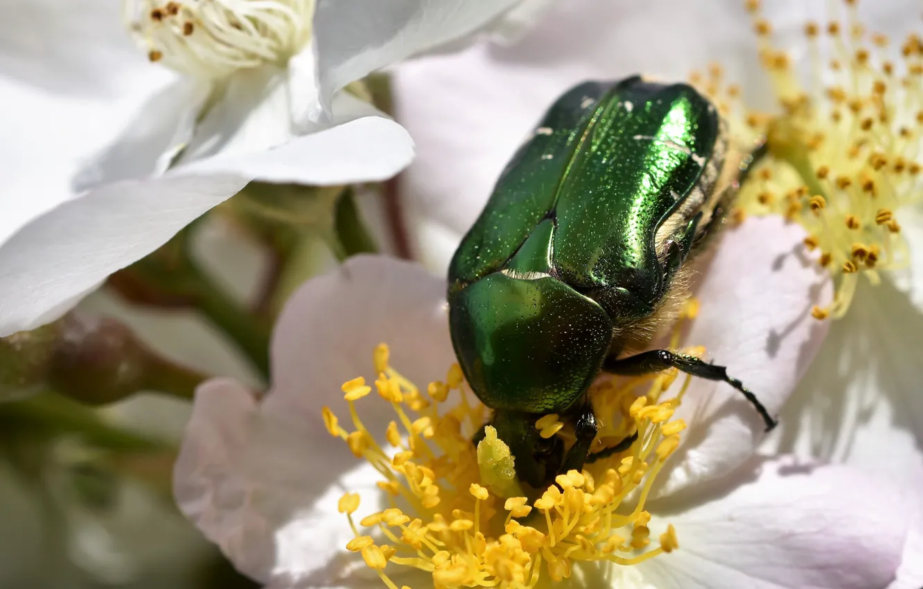 Photo wallpaper macro, flowers, green, beetle, briar, insect, white, brilliant