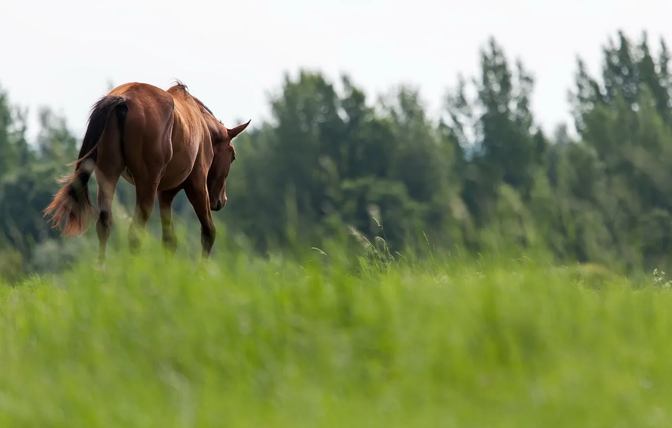 Photo wallpaper summer, nature, horse