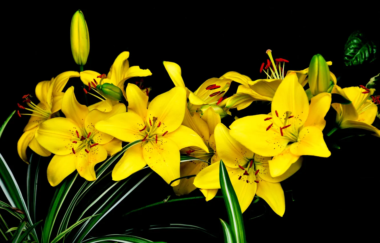 Photo wallpaper nature, background, Lily, bouquet, petals