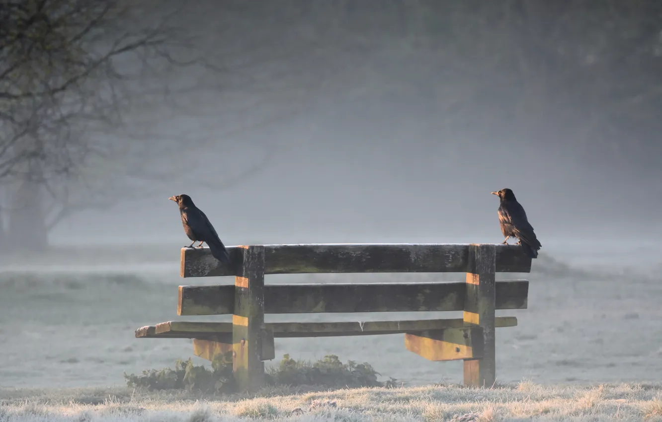 Photo wallpaper fog, Park, crows, bench