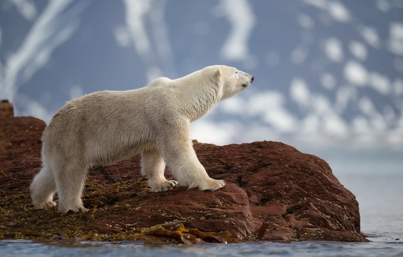 Photo wallpaper look, snow, mountains, pose, stones, rocks, shore, walk