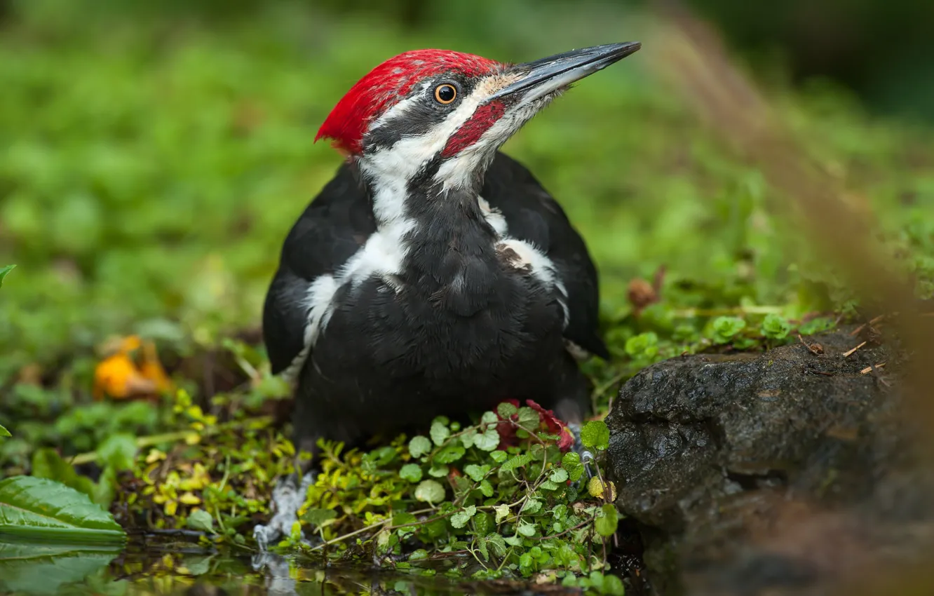 Photo wallpaper nature, bird, woodpecker