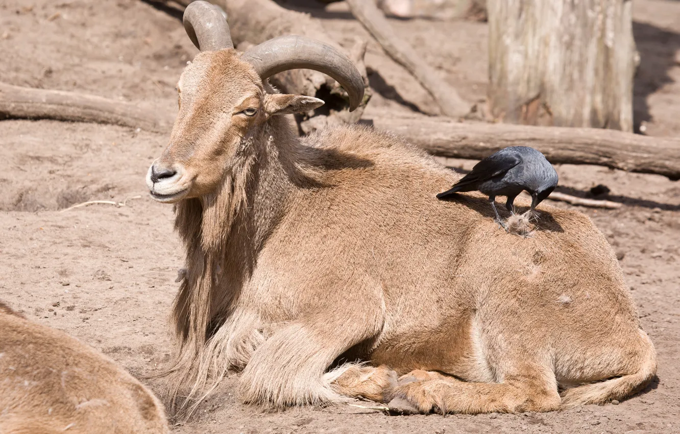 Photo wallpaper each, bird, wool, goat, jackdaw