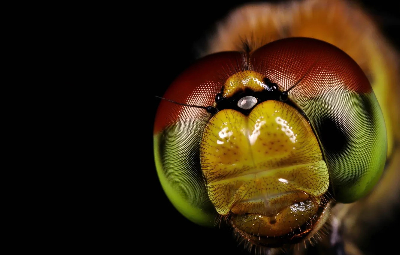 Photo wallpaper eyes, macro, microsemi, fly, insect