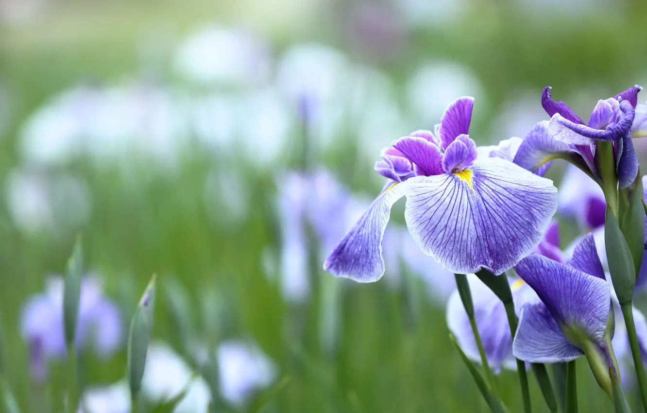 Photo wallpaper petals, flowering, brightness, iris
