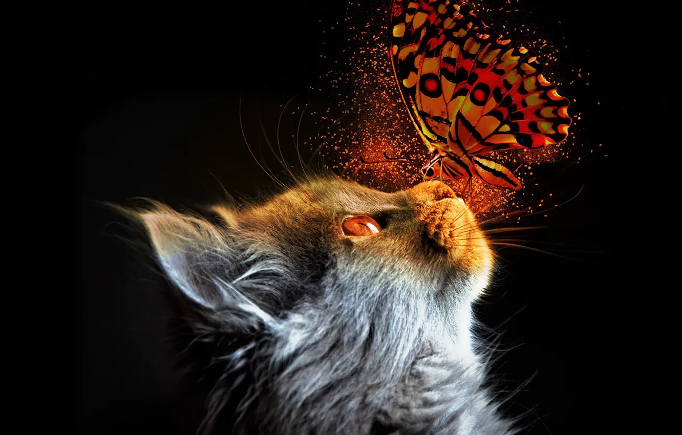 Photo wallpaper cat, light, butterfly