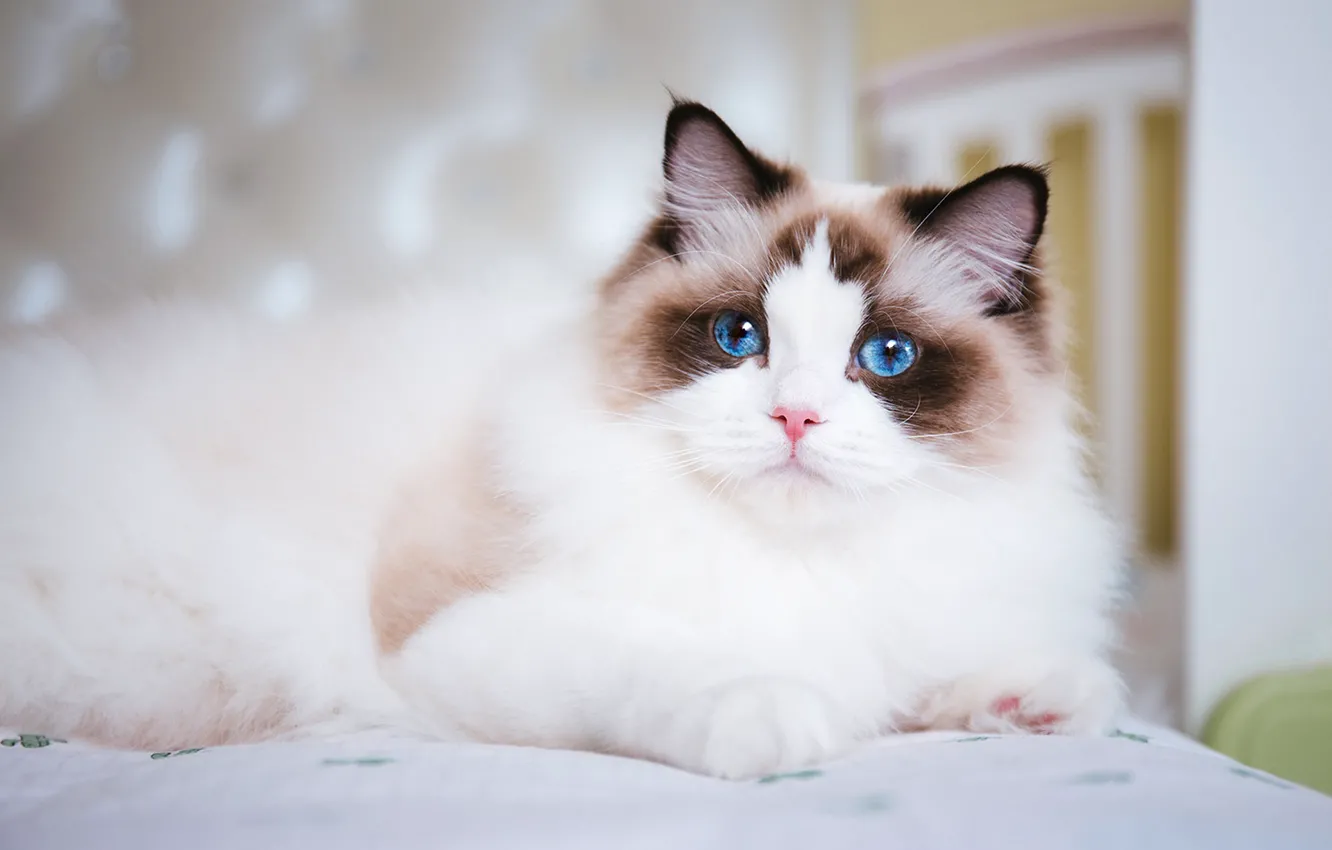 Photo wallpaper cat, cat, look, pose, face
