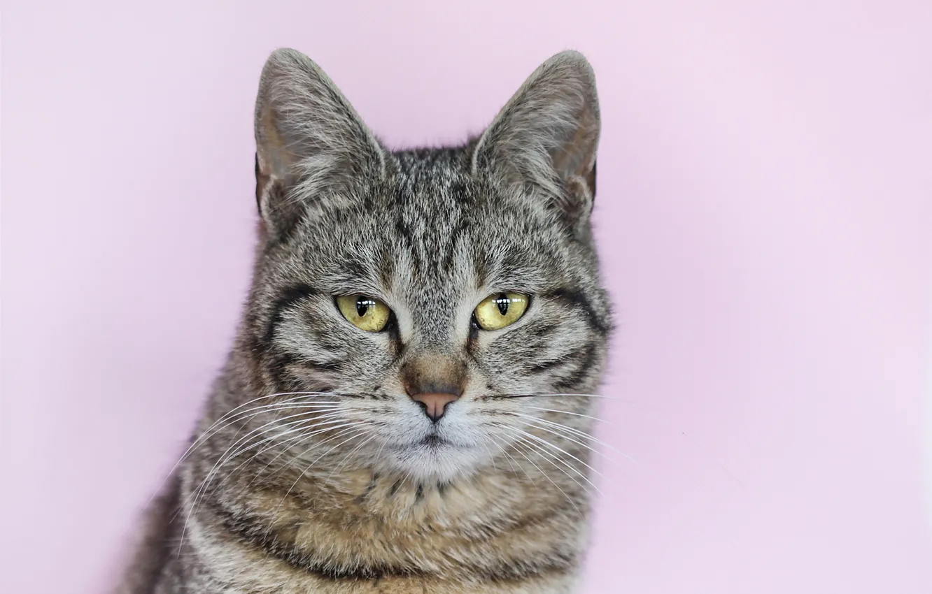 Photo wallpaper cat, grey, background, portrait, striped