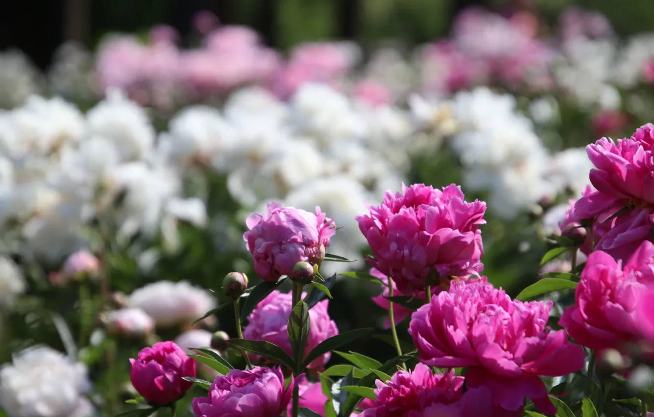 Photo wallpaper white, peonies, pink