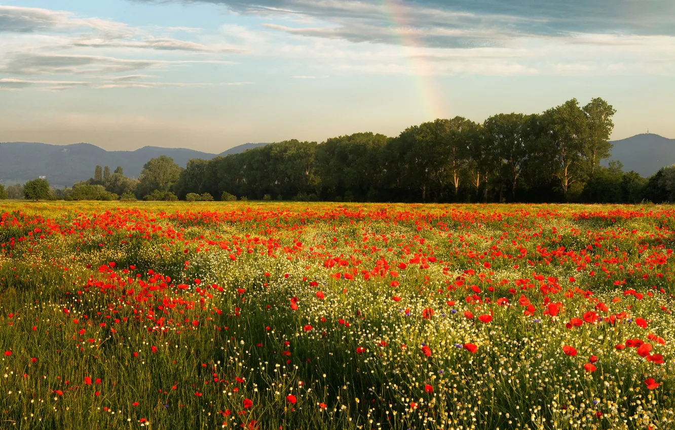 Photo wallpaper field, forest, flowers, Maki, poppy field