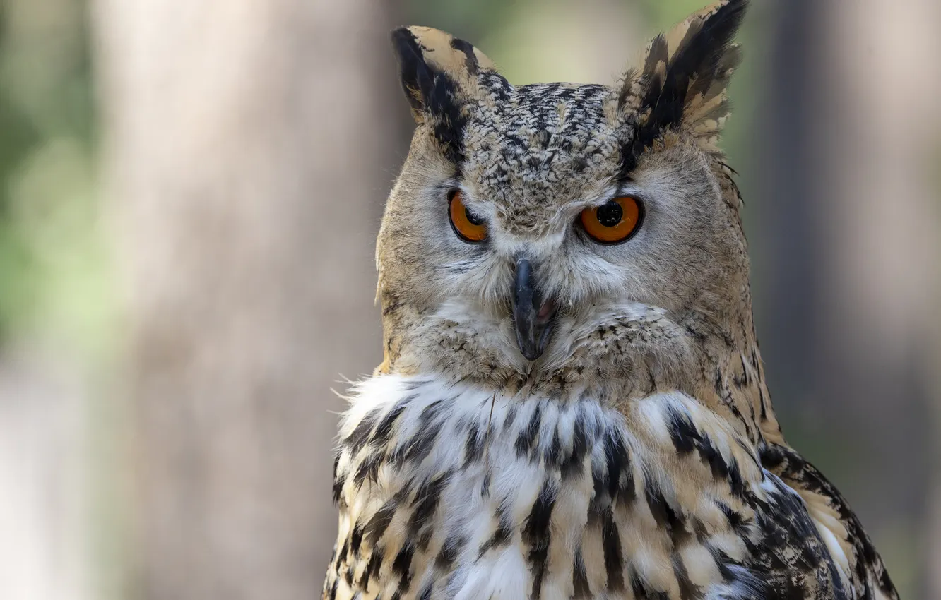 Photo wallpaper Predator, bird, owl