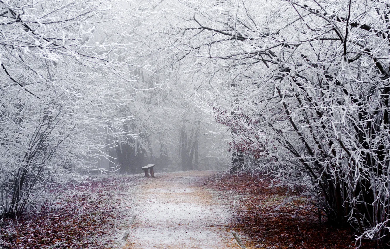 Photo wallpaper winter, frost, road, snow, trees, bench, branches, nature