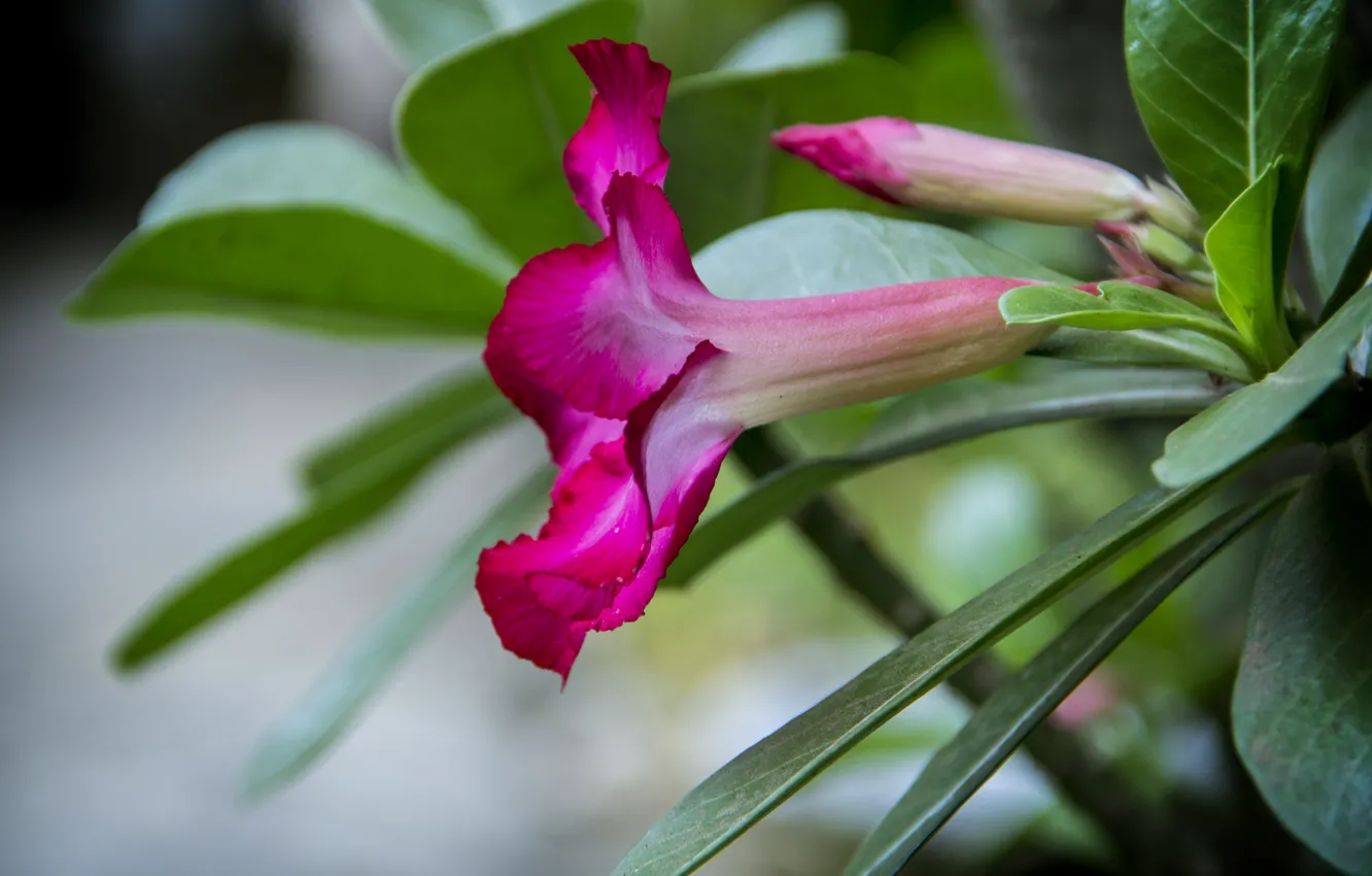 Photo wallpaper rose, macro, petals, bud, thanujan, thanujan thanabalasingam, thanujan13, Thanujan_t