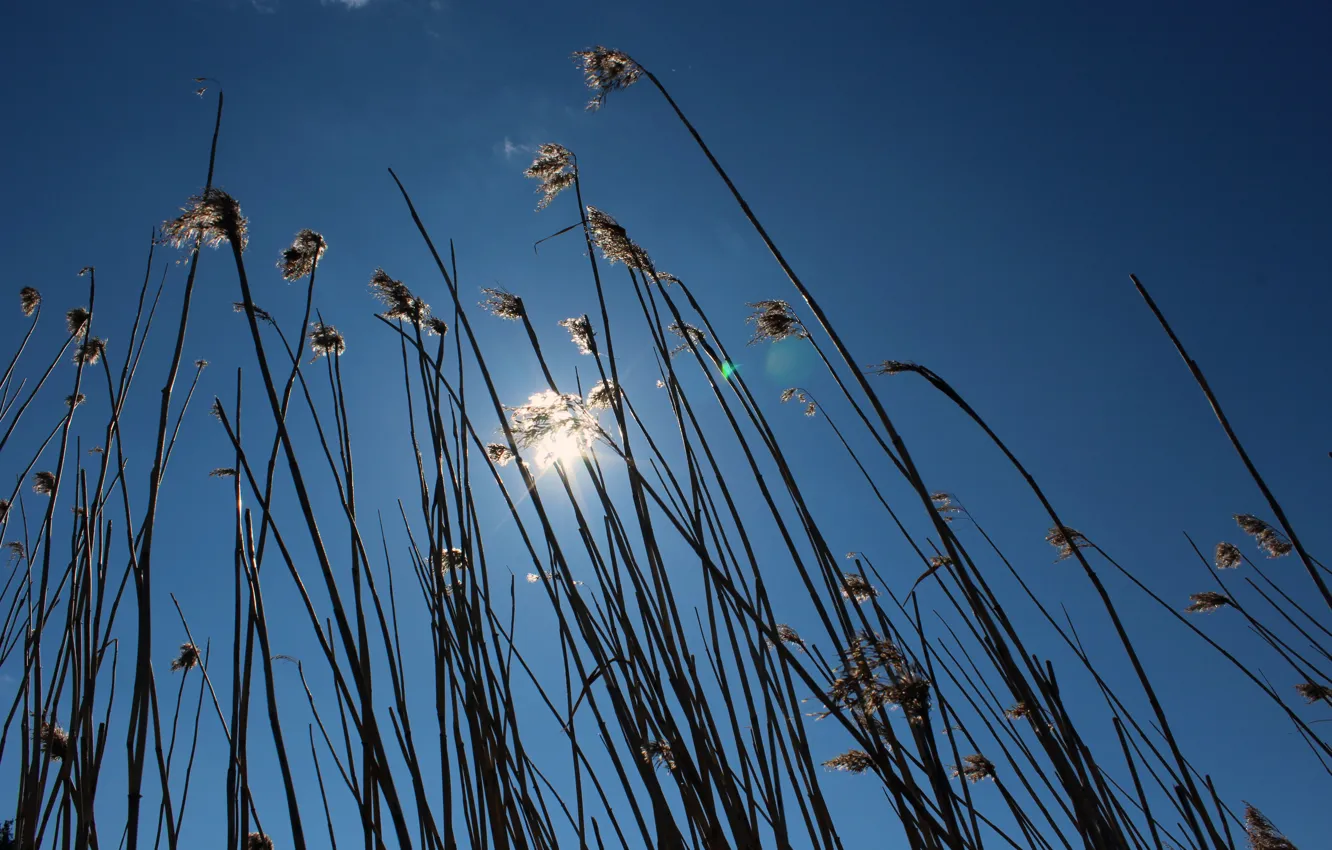 Photo wallpaper the sky, the sun, nature, spring, real photo