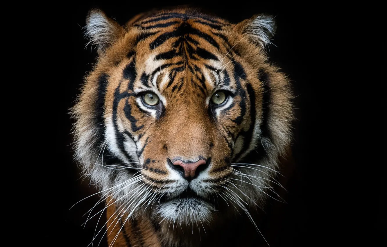 Photo wallpaper tiger, background, beast