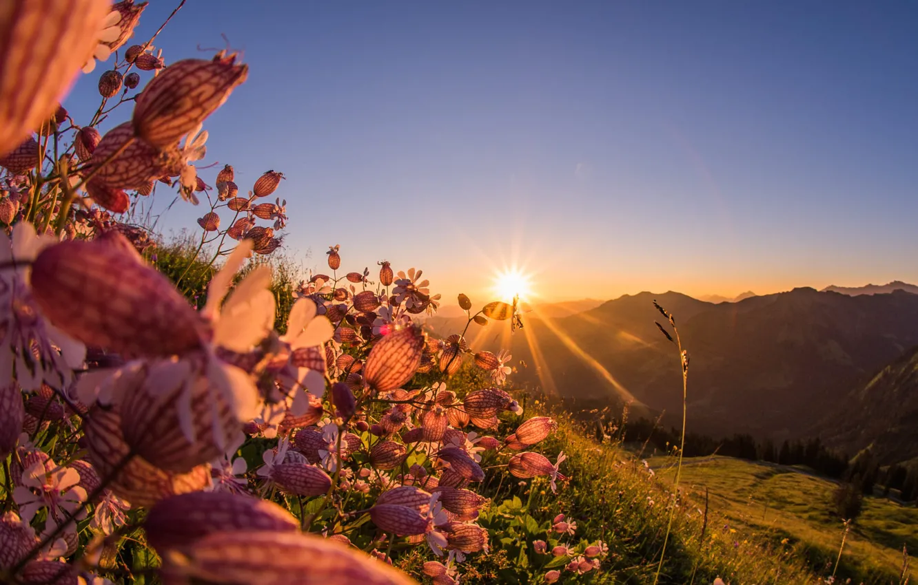 Photo wallpaper the sun, flowers, glade, morning