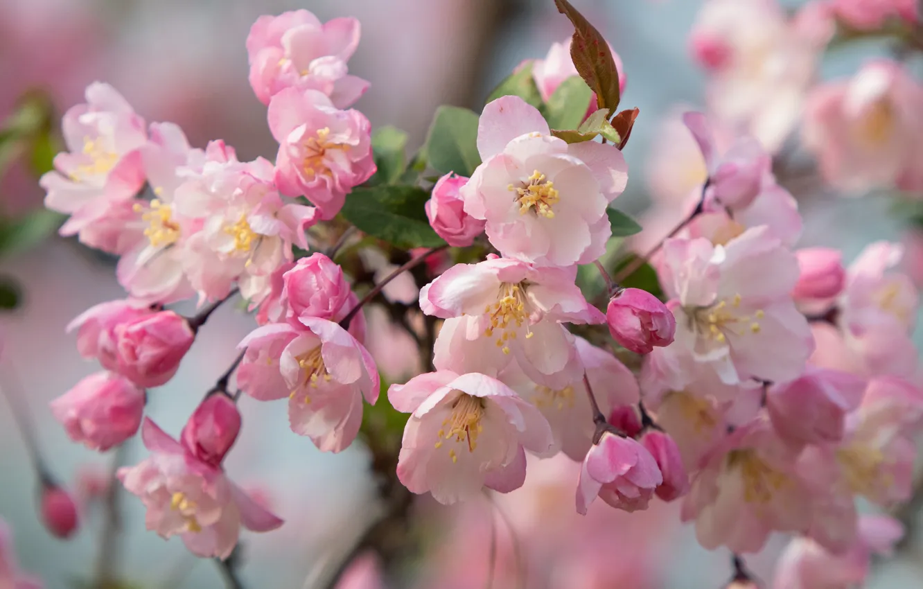 Photo wallpaper flowers, branch, spring, pink, Apple, flowering, a lot, bokeh