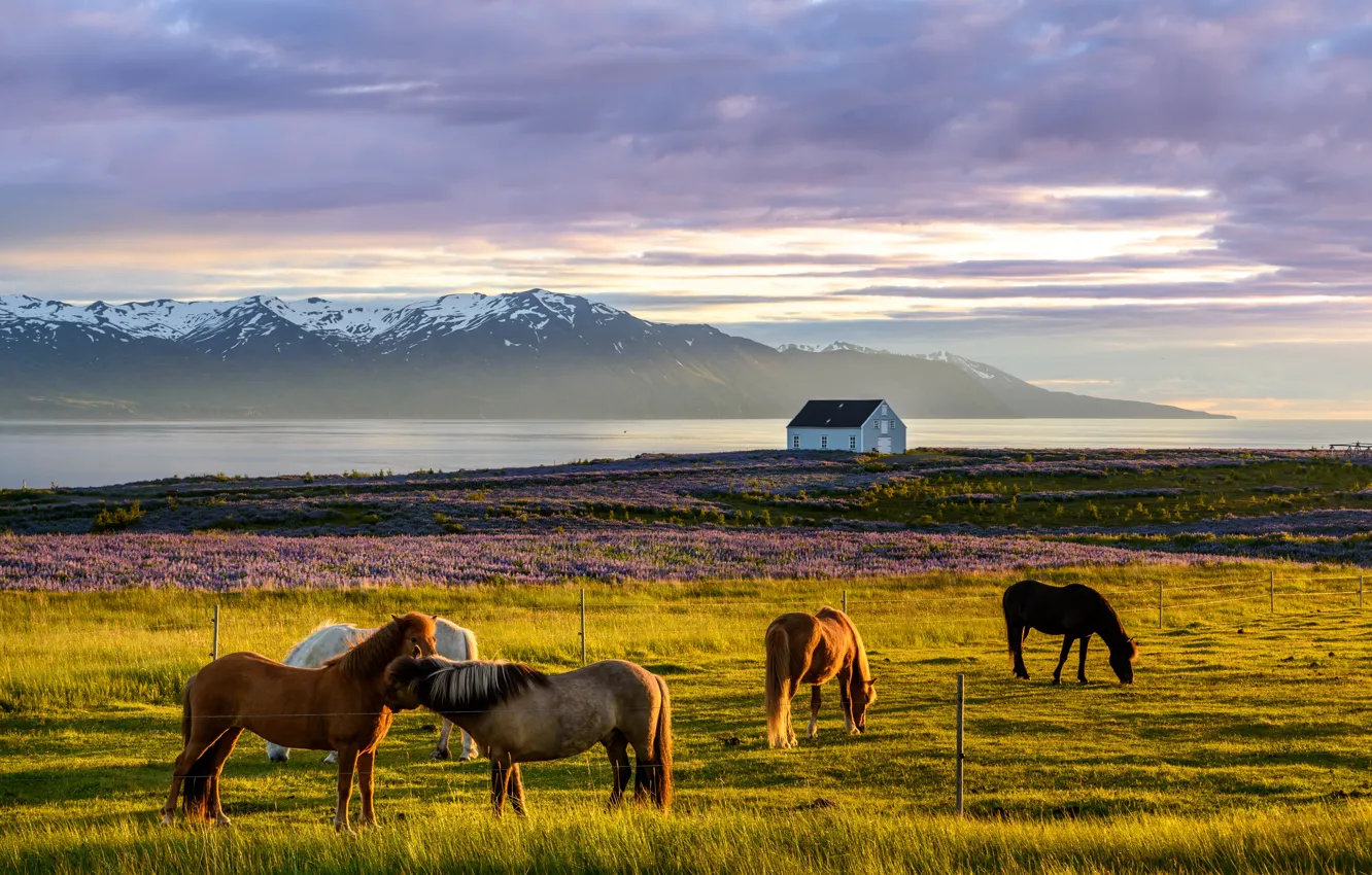 Photo wallpaper field, horse, morning, sunset, North of Iceland