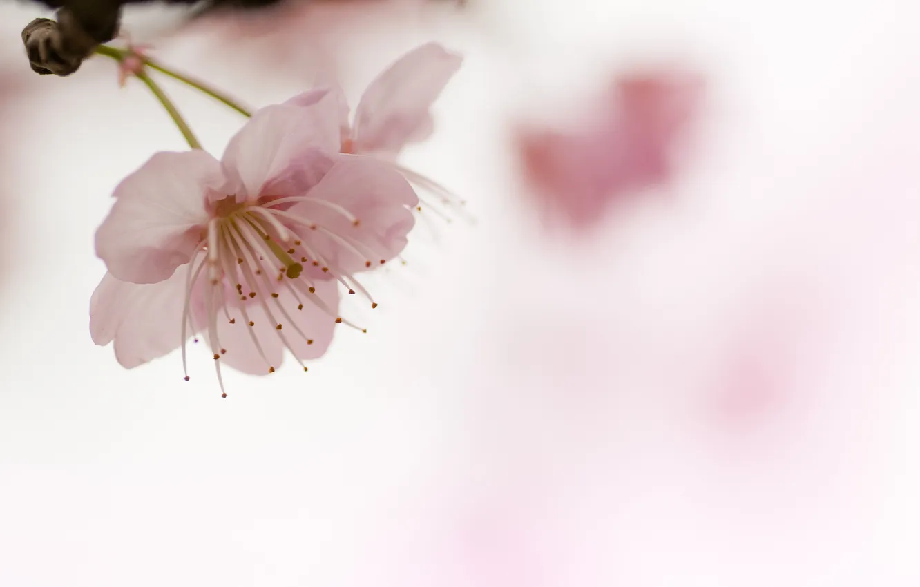 Photo wallpaper flowers, cherry, background, blur, pink