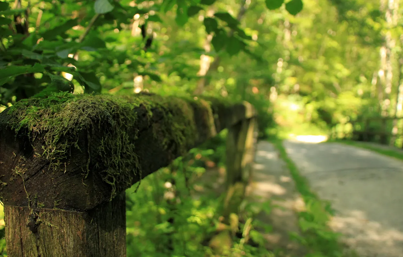 Photo wallpaper road, macro, moss