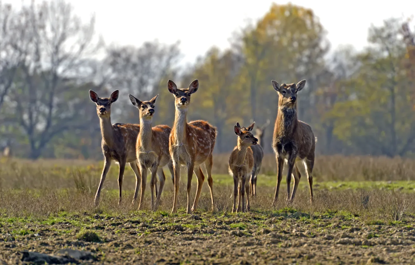 Photo wallpaper cub, deer, the herd, fawn