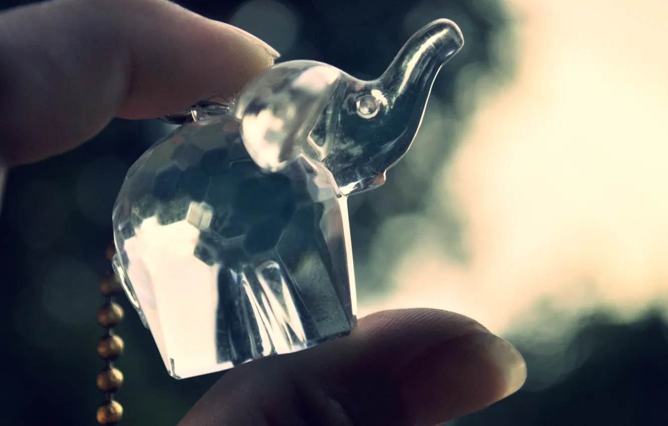 Photo wallpaper elephant, pendant, elephant