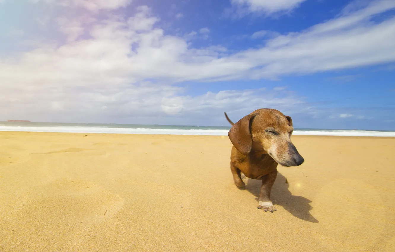 Photo wallpaper beach, summer, dog