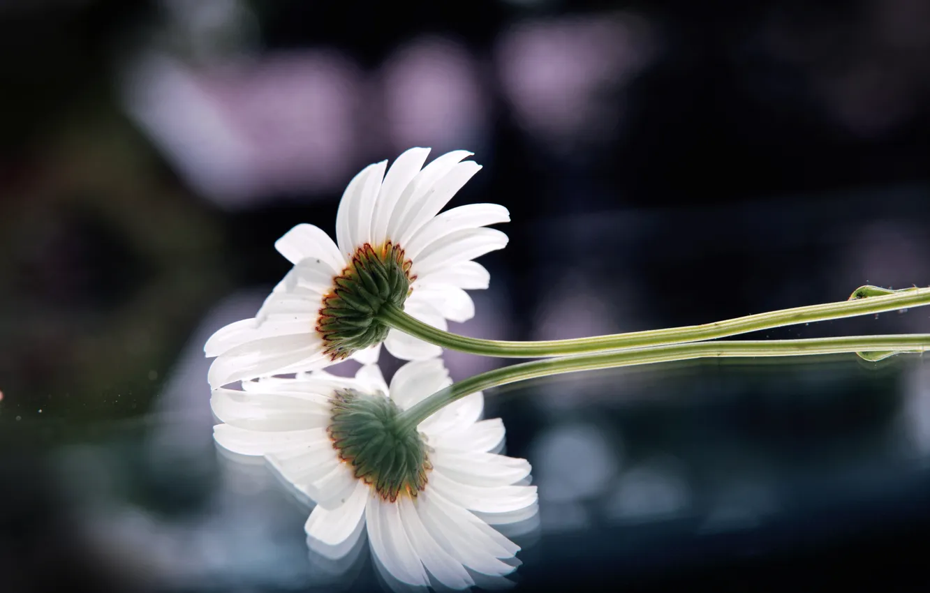 Photo wallpaper glass, macro, flowers, reflection, photo, background, Wallpaper, chamomile