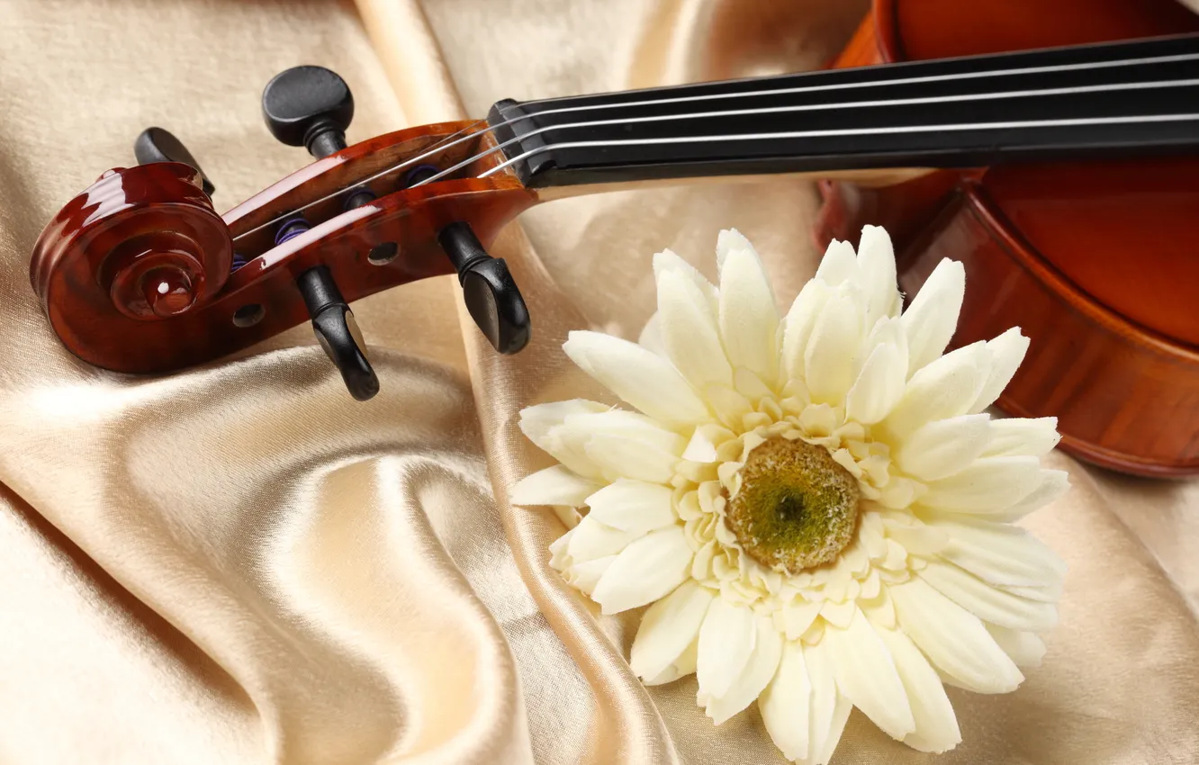 Photo wallpaper flower, violin, fabric, flower, Atlas, violin, fabric, white gerbera