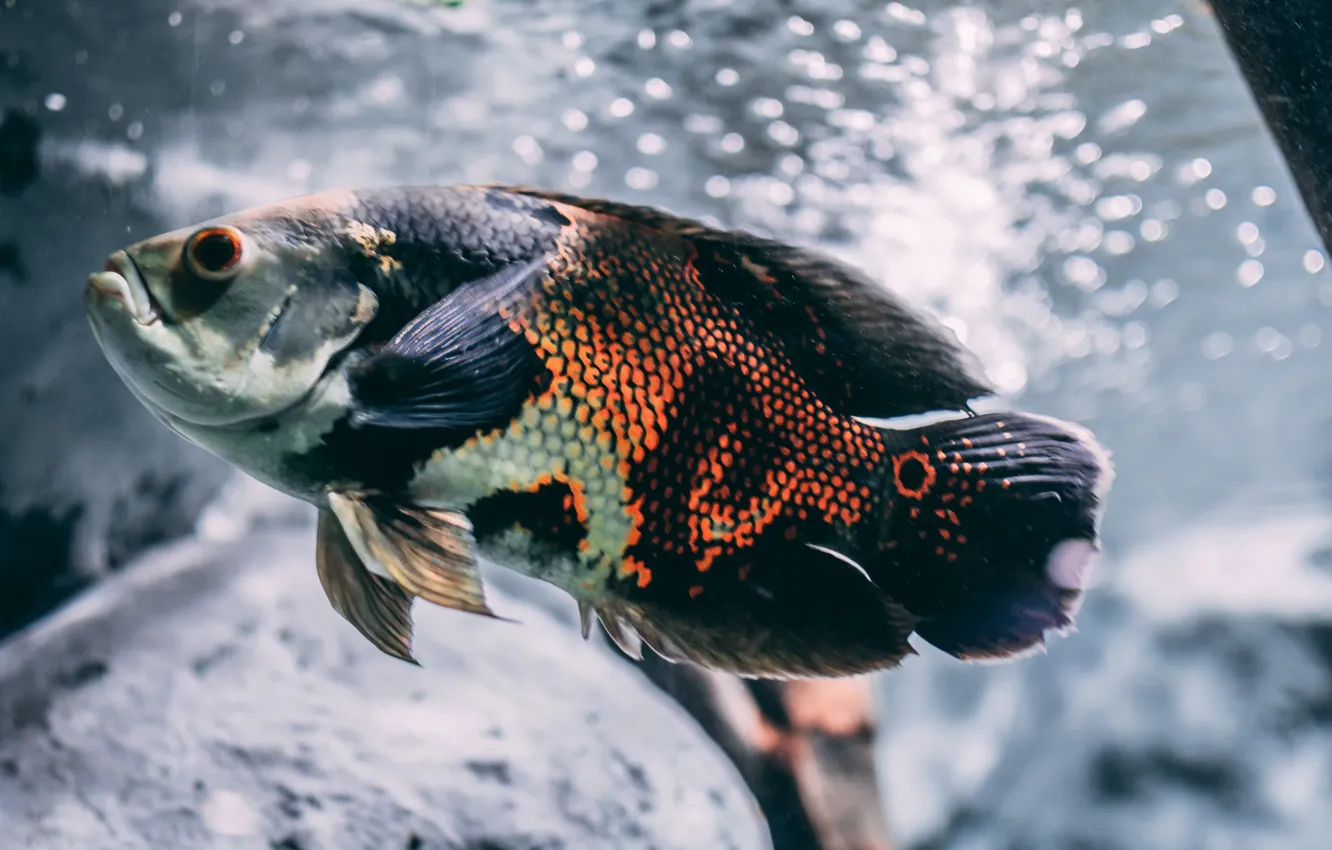 Photo wallpaper brown, animal, Silver, animal photography, and Black Oscar Fish