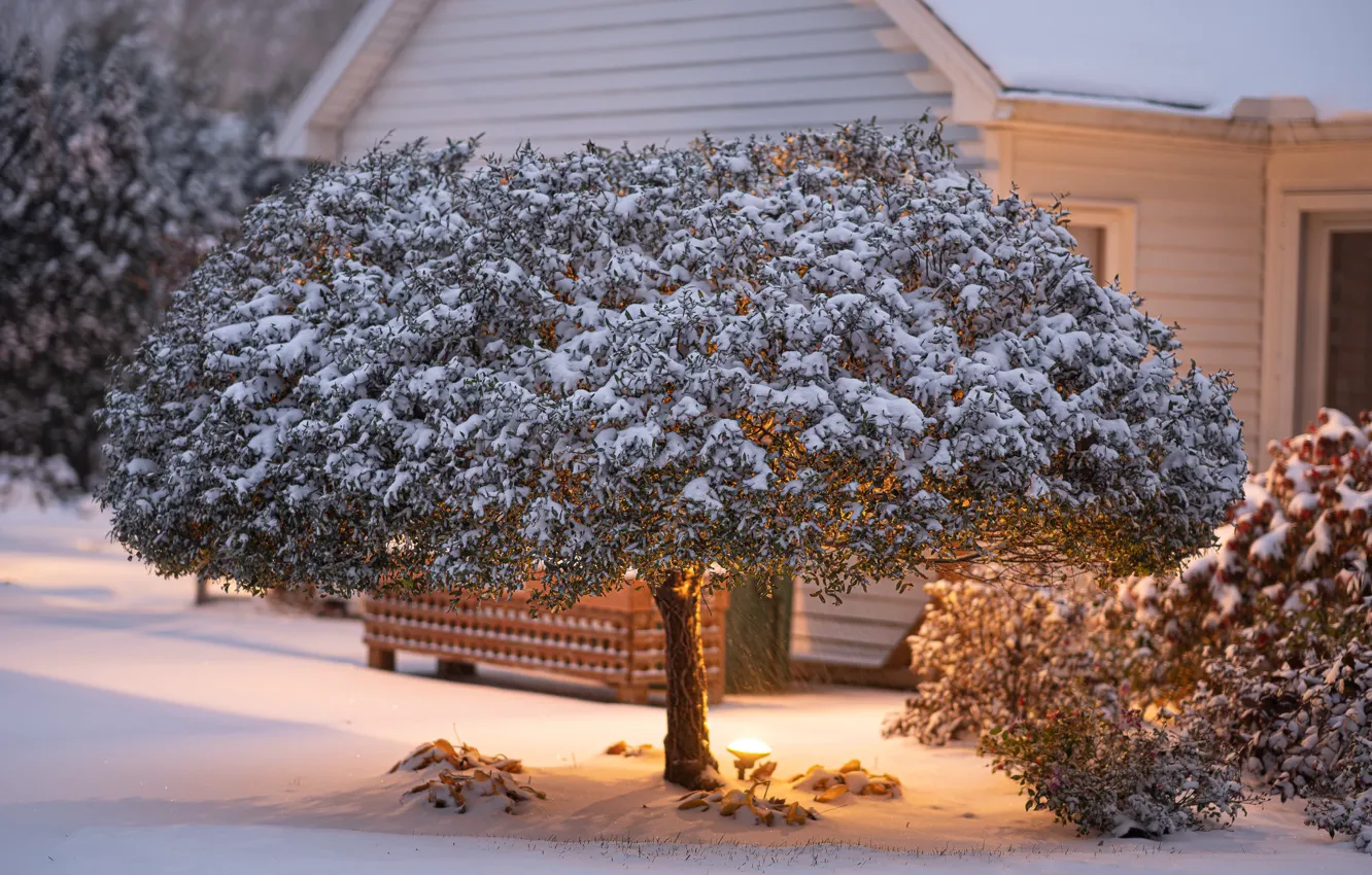 Photo wallpaper winter, snow, house, Tree