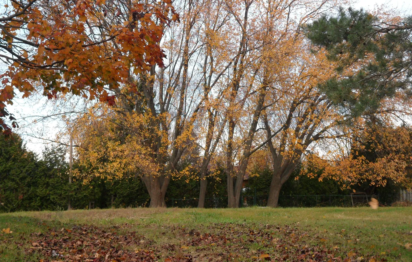 Photo wallpaper autumn, trees, foliage, falling leaves, trees, autumn, leaves, fall