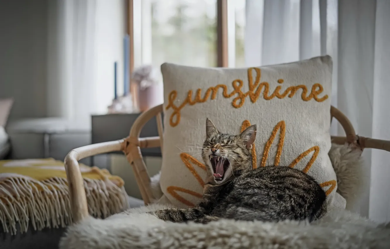 Photo wallpaper cat, house, chair