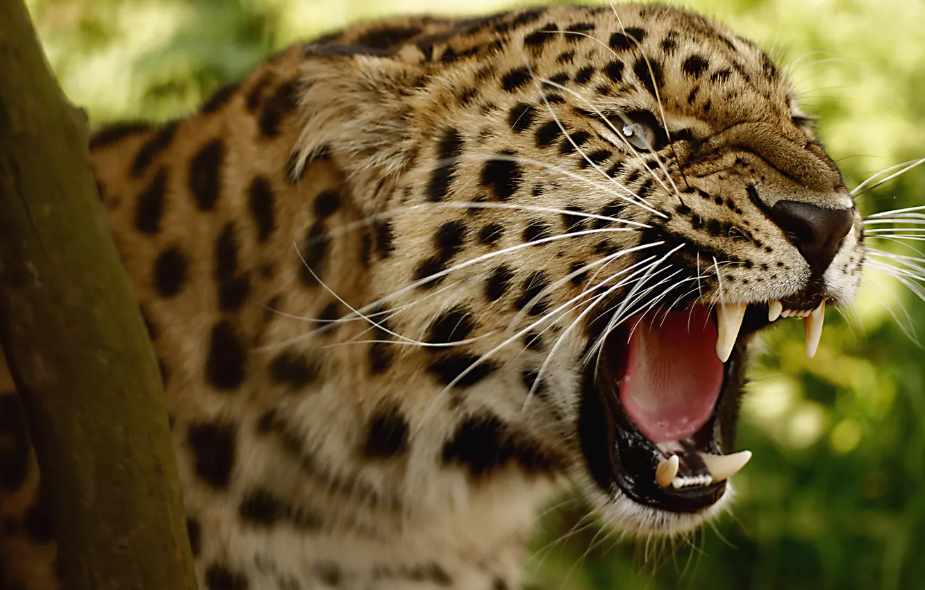 Photo wallpaper leopard, grin, big cat, the threat