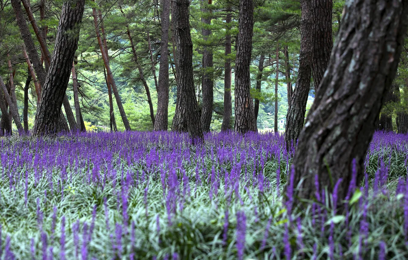 Photo wallpaper forest, trees, flowers, branches, Park, glade, trunk, needles